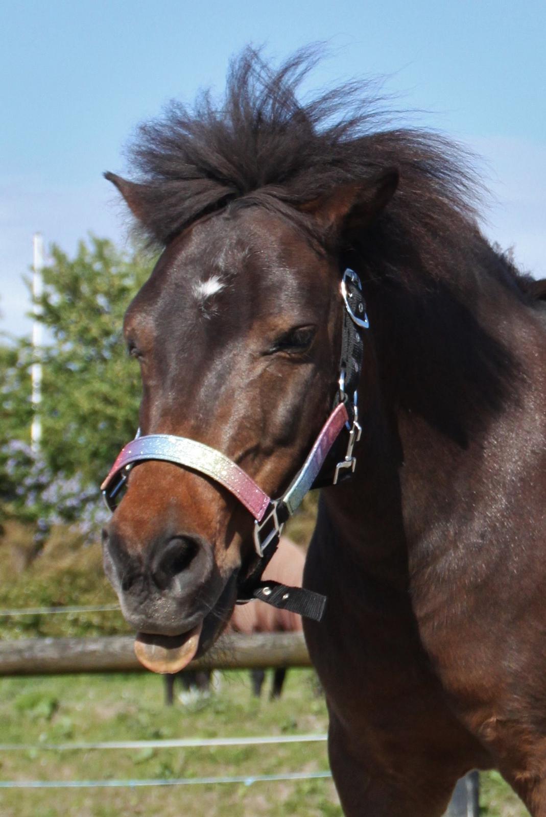 Shetlænder Sofus billede 43