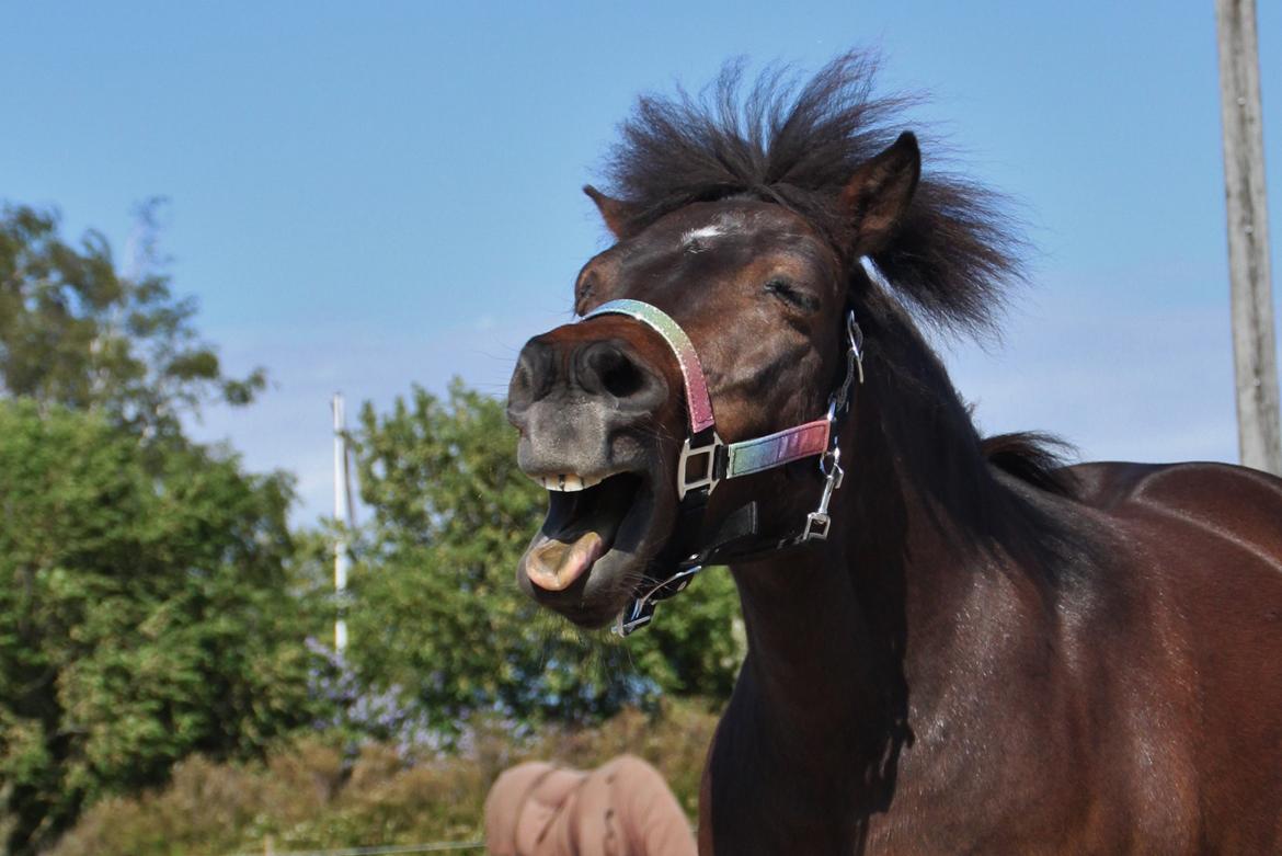 Shetlænder Sofus billede 44