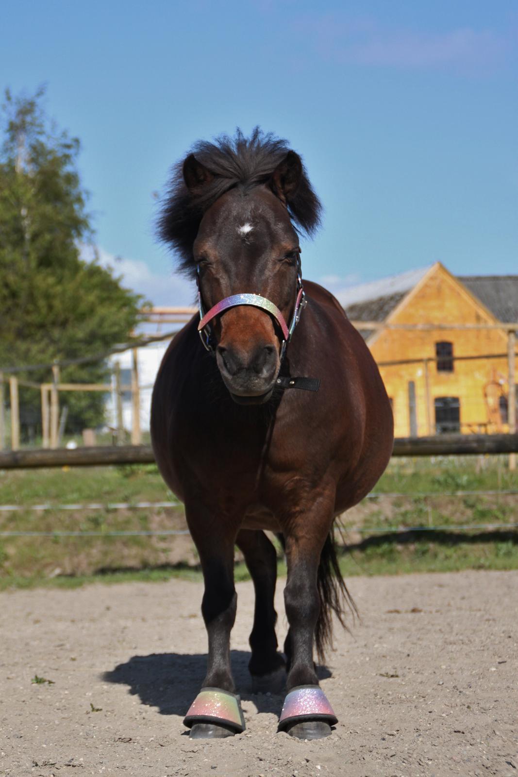 Shetlænder Sofus billede 8