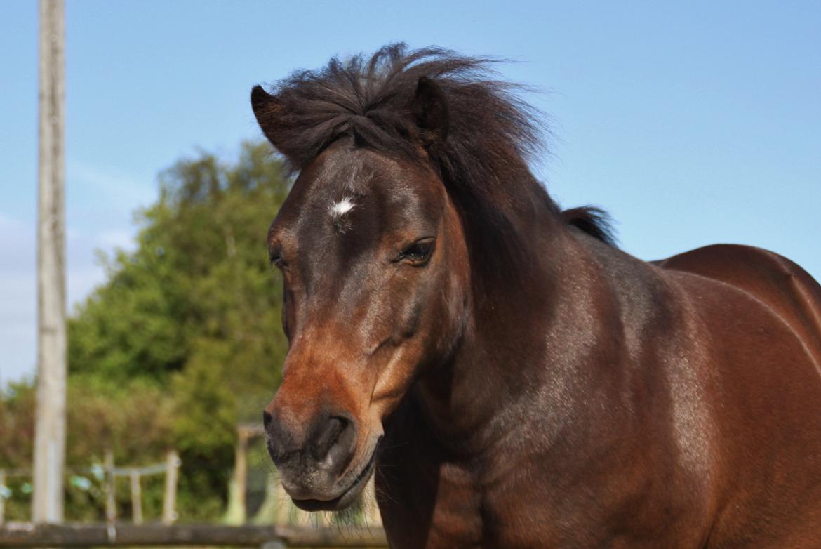 Shetlænder Sofus billede 13