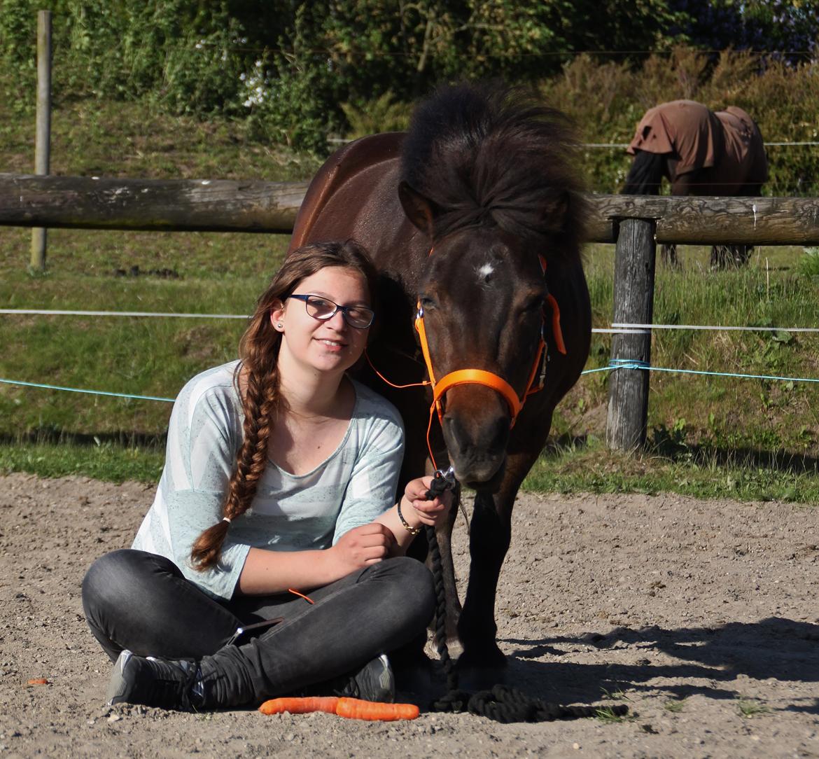 Shetlænder Sofus billede 10