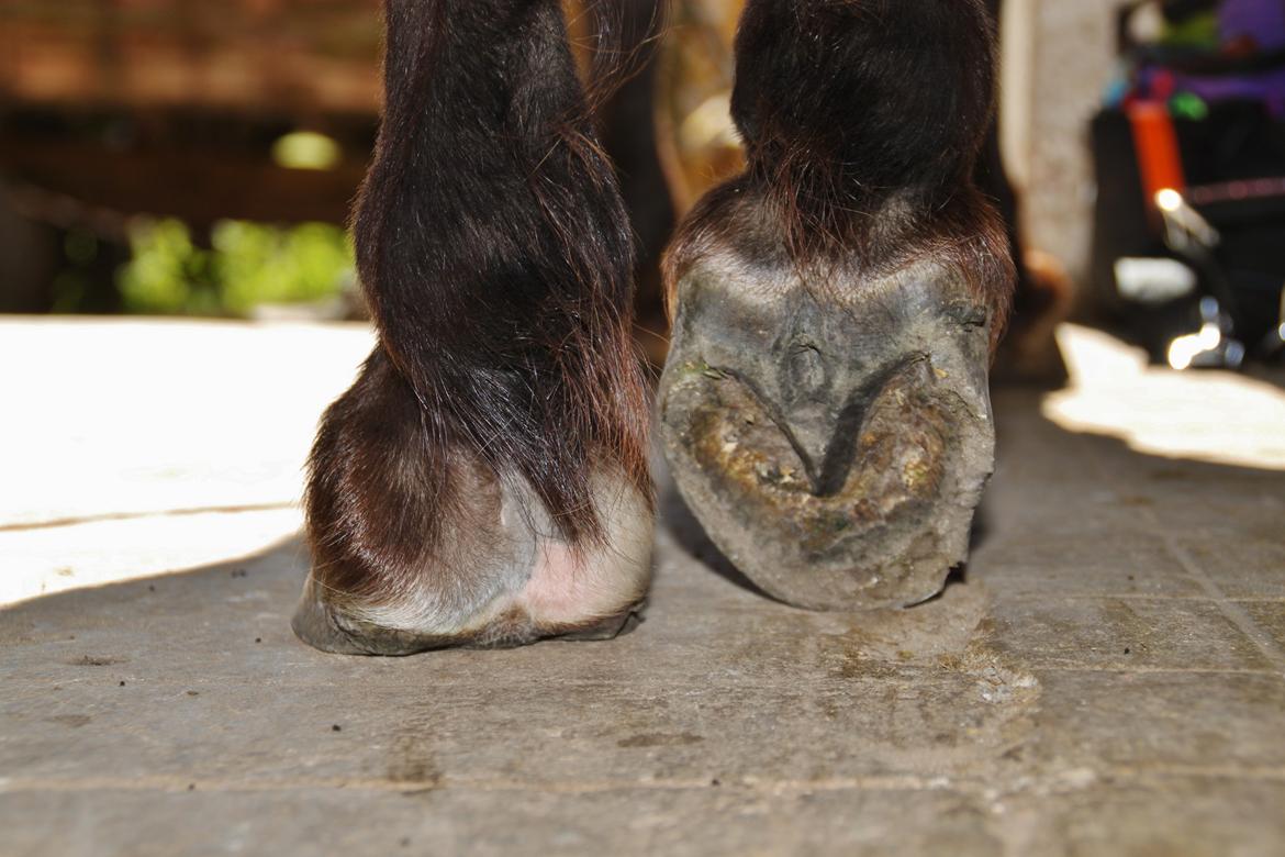 Shetlænder Sofus billede 30