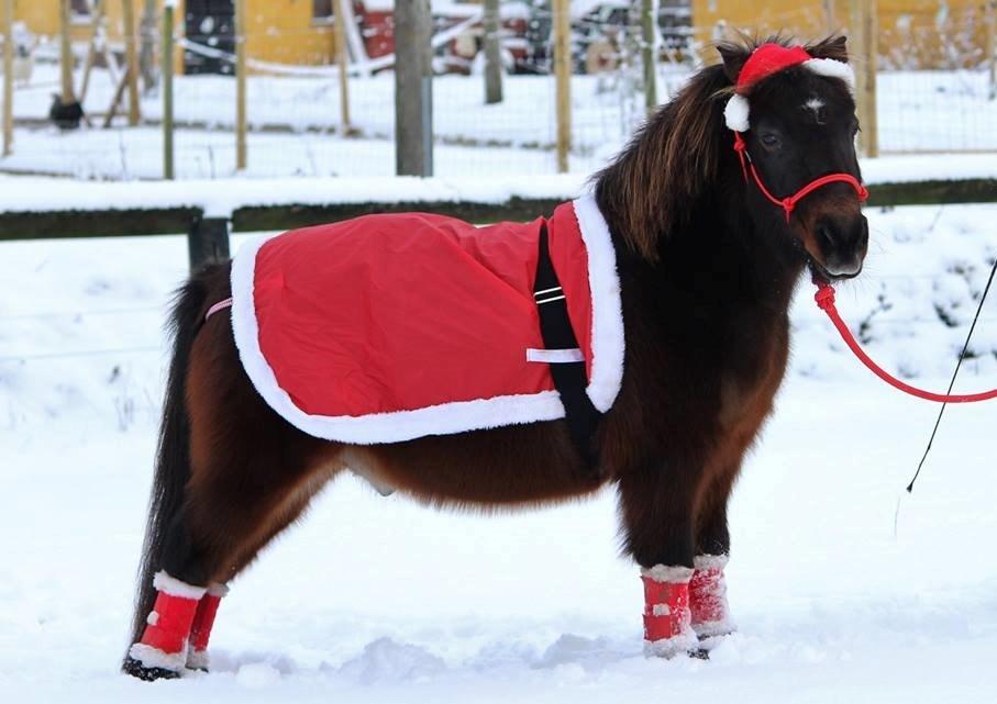 Shetlænder Sofus billede 3