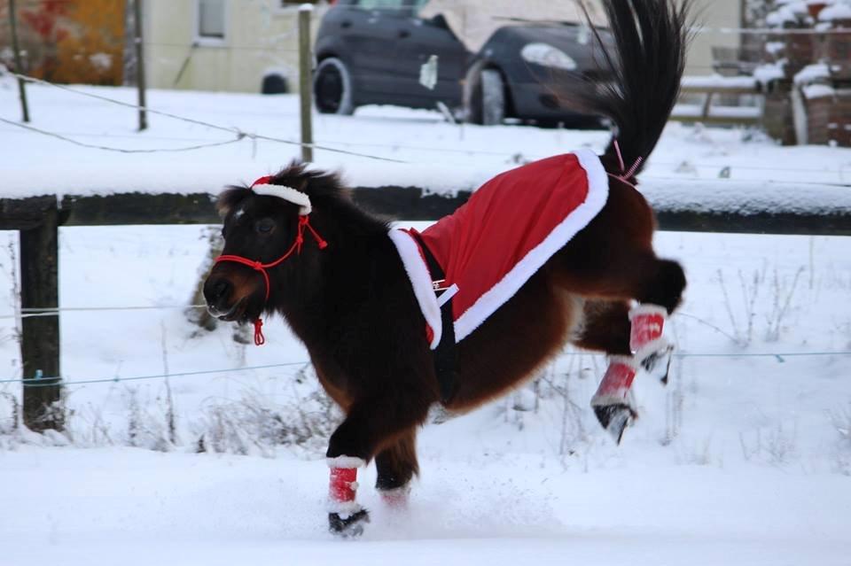 Shetlænder Sofus billede 16