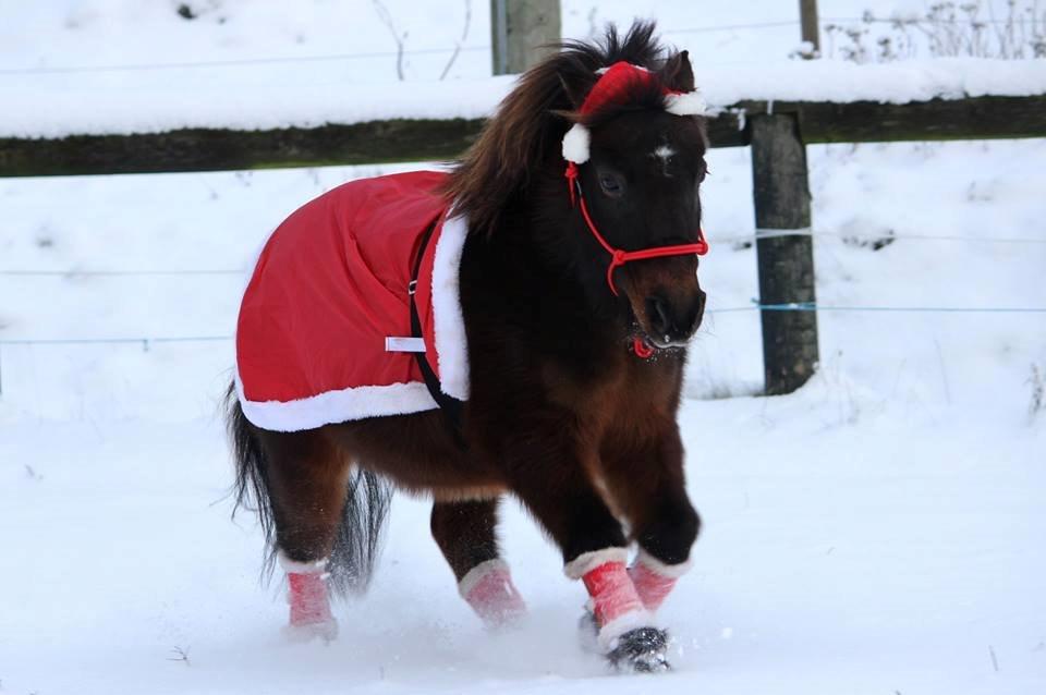 Shetlænder Sofus billede 42