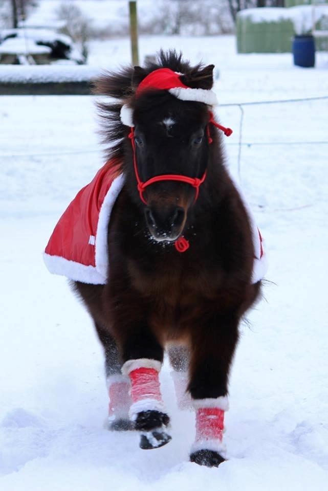 Shetlænder Sofus billede 9