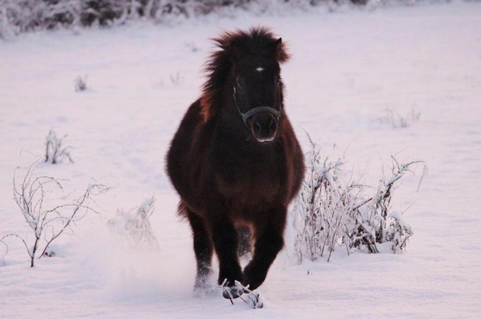 Shetlænder Sofus billede 39