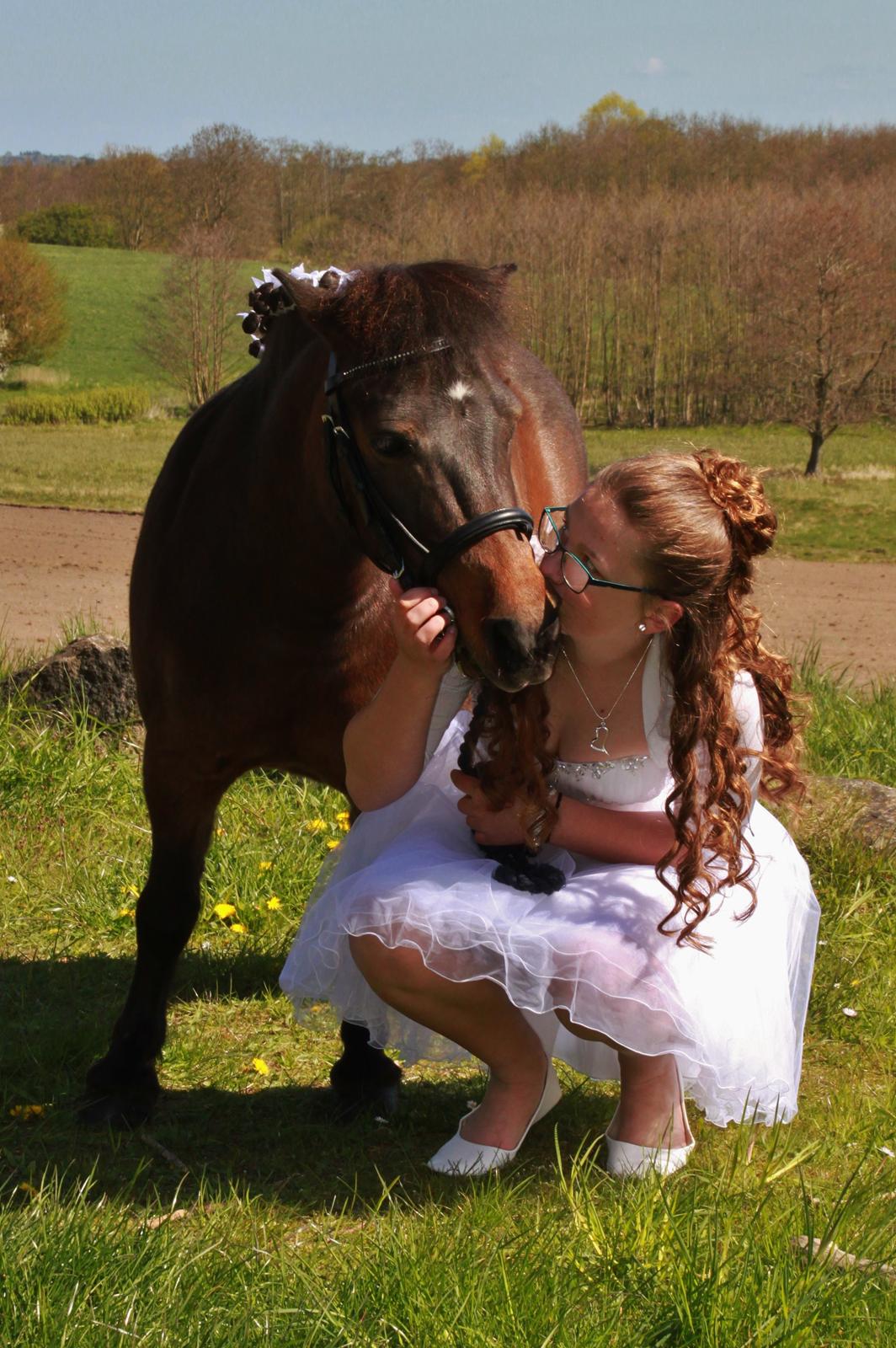 Shetlænder Sofus billede 7