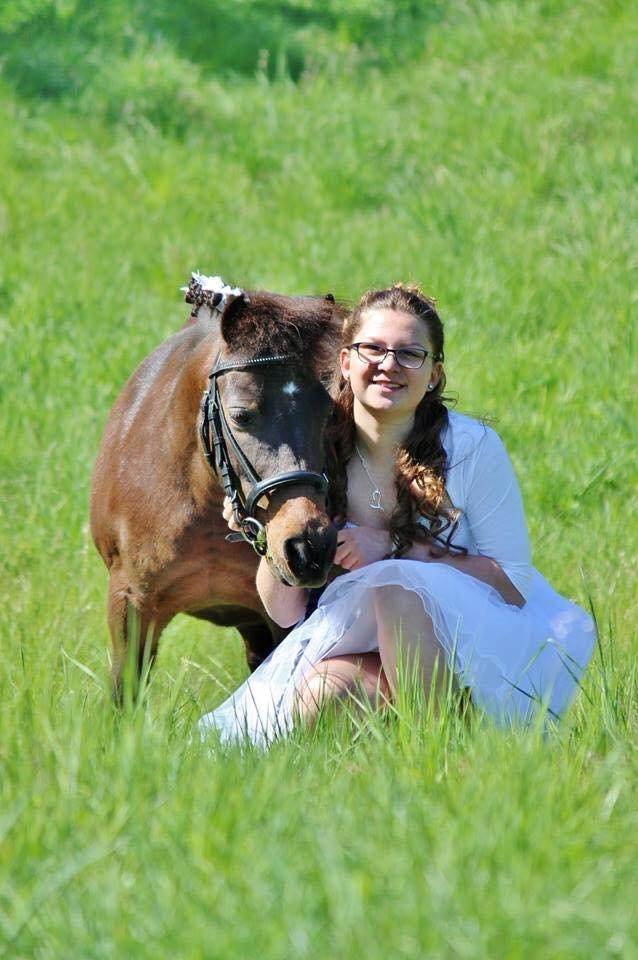 Shetlænder Sofus billede 38