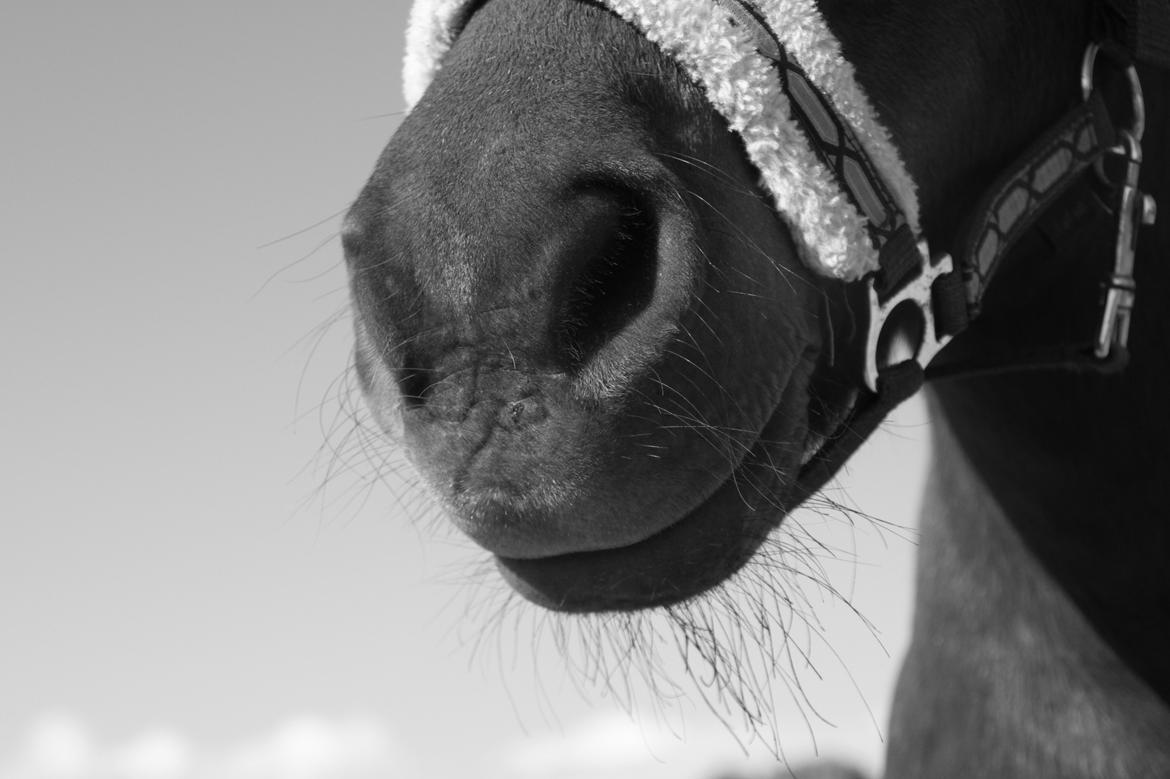 Shetlænder Sofus billede 37