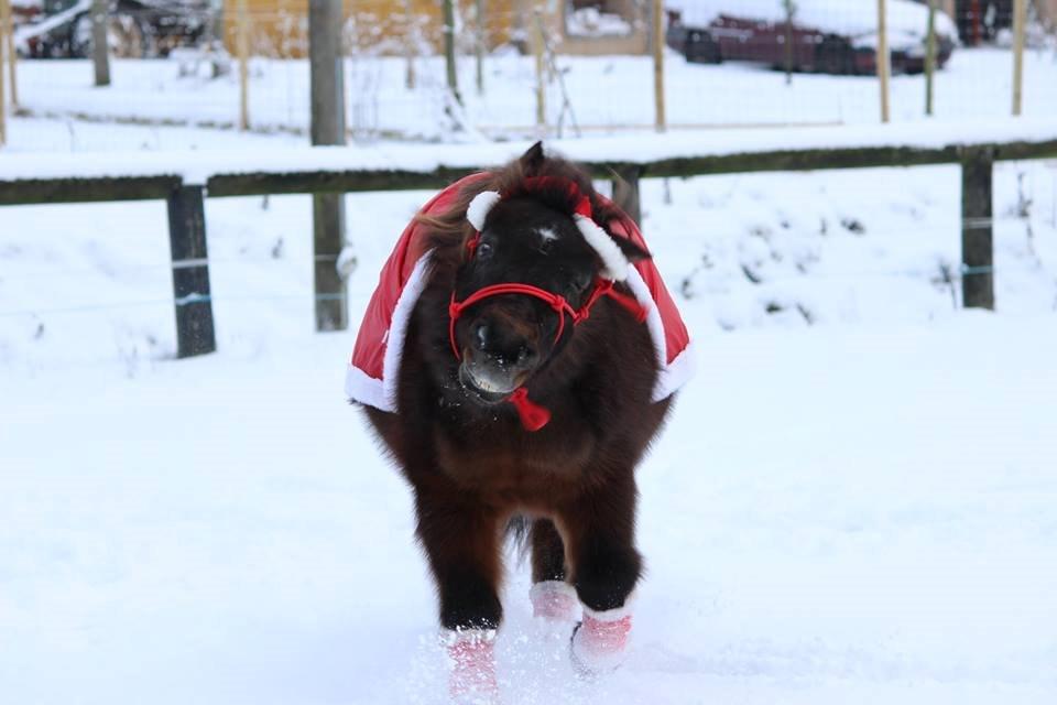 Shetlænder Sofus billede 45