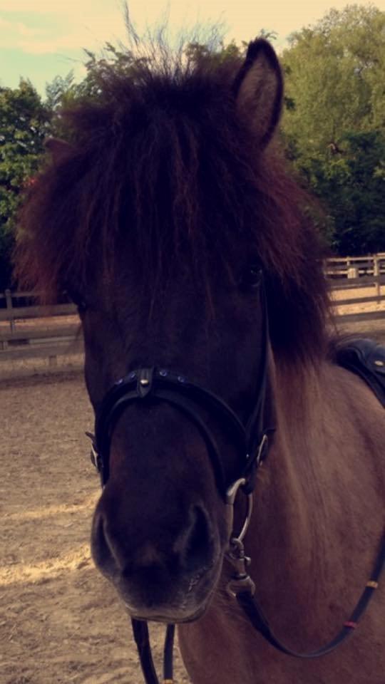 Islænder Skágur fra Vinkærgård - Fine pony ;) billede 10