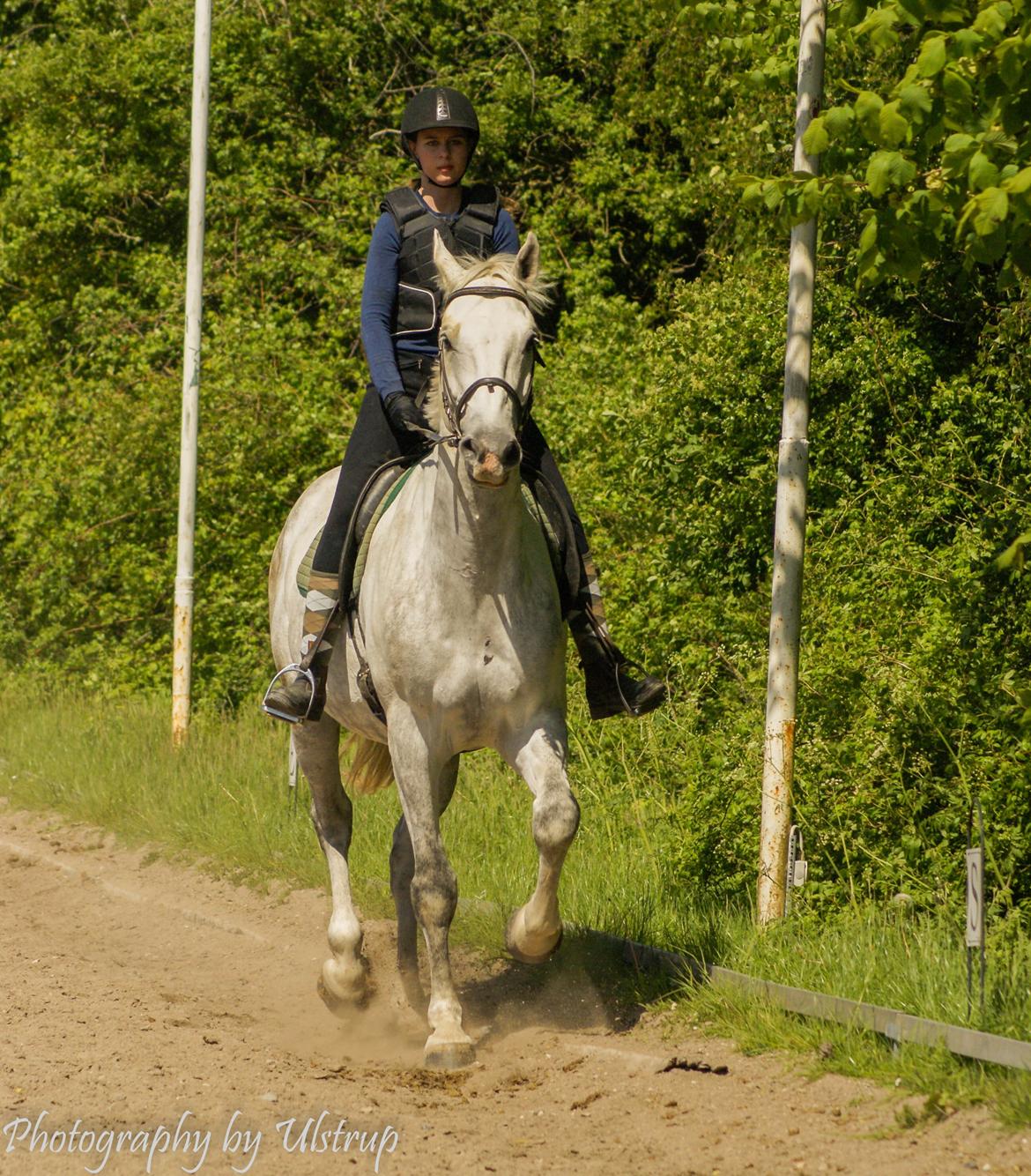 Dansk Varmblod Cassanova billede 8