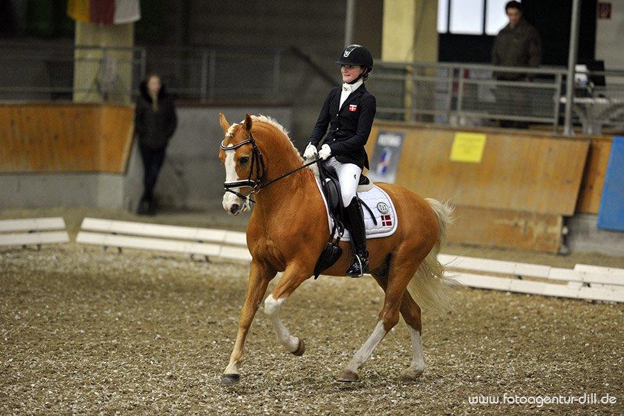 Tysk Sportspony Der Harlekin B A-pony - Sara & Harley billede 5