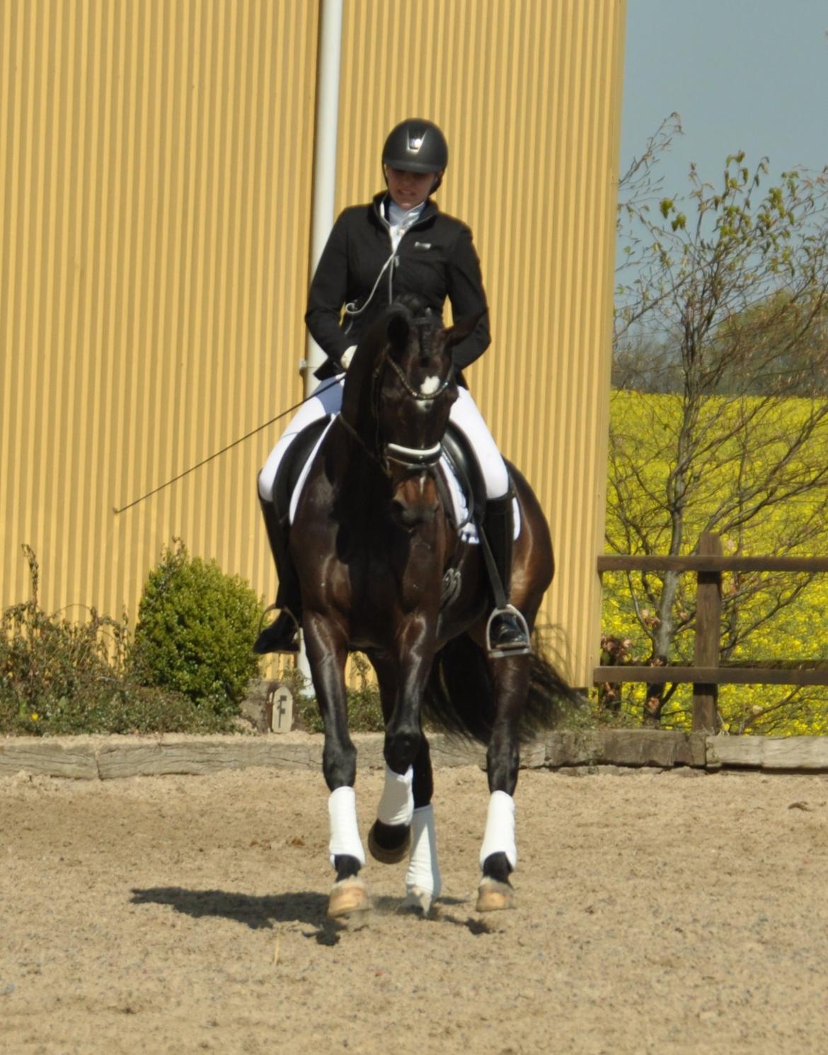 Dansk Varmblod Stenholt Amilla - MB3 til 71.6% på Møllen April/Maj 2015 billede 7