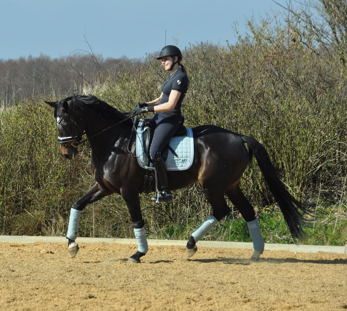 Dansk Varmblod Stenholt Amilla - Træning hjemme Maj 2015 billede 2
