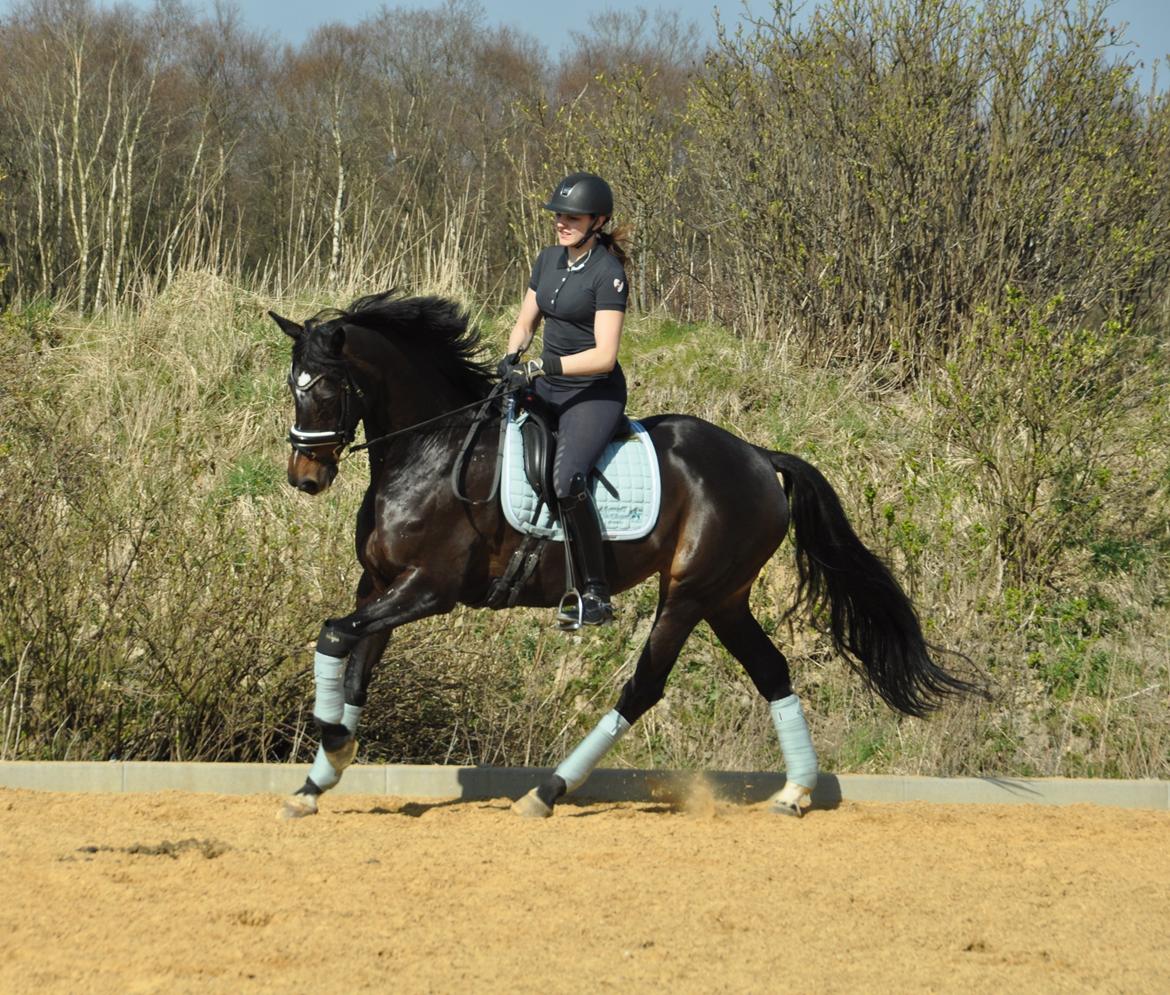 Dansk Varmblod Stenholt Amilla - Træning hjemme Maj 2015 billede 5