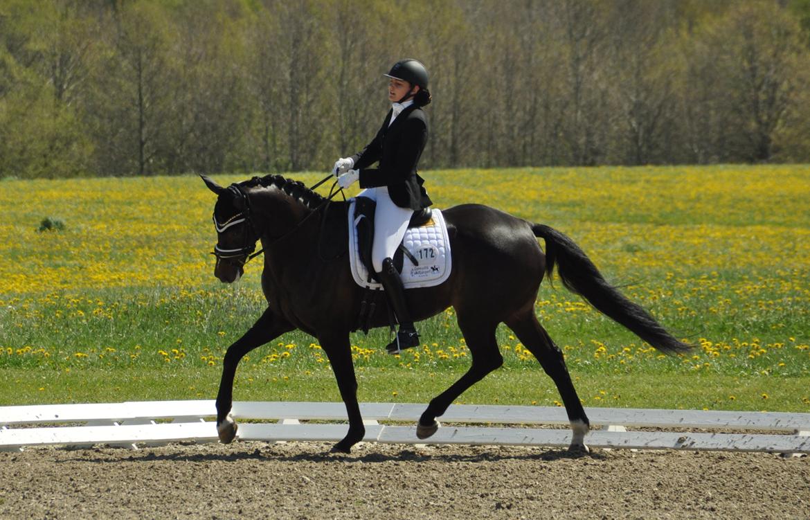 Dansk Varmblod Stenholt Amilla - Aarhusmesterskab MB3 Vilhelmsborg maj 2015 billede 8