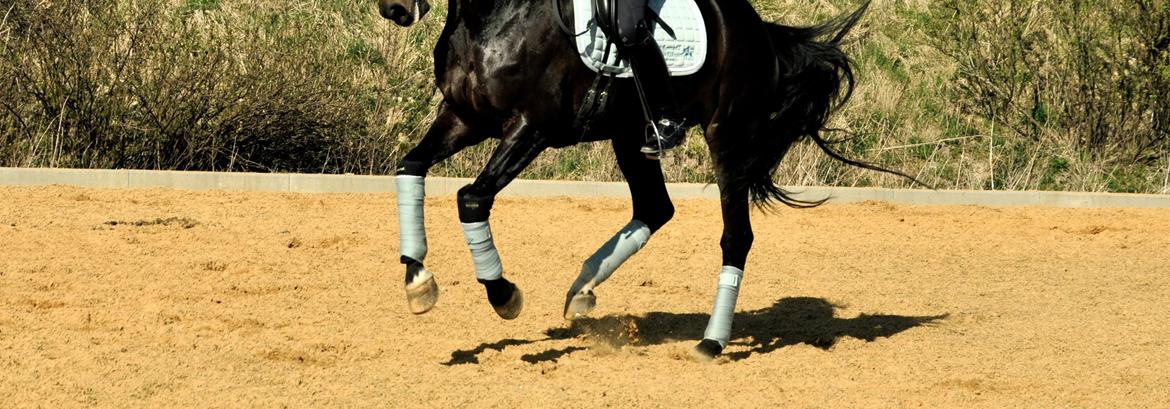 Dansk Varmblod Stenholt Amilla - Træning hjemme - changement maj 2015 billede 3