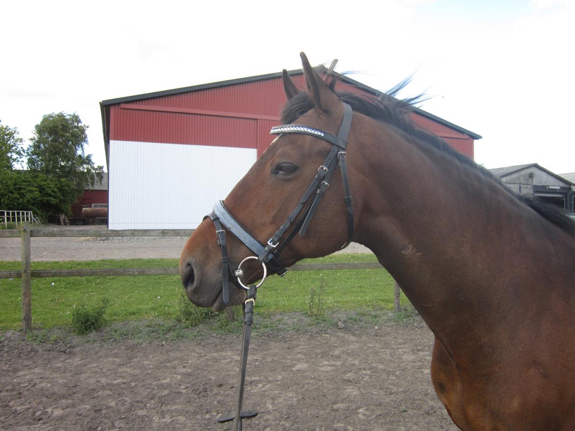 Hollandsk Varmblod Ravel billede 8