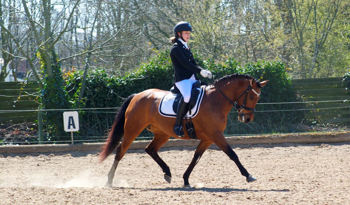 DSP Nikita billede 9