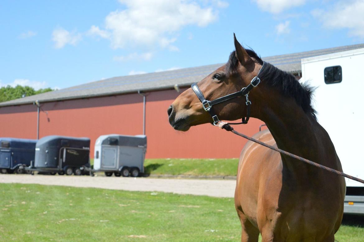 Dansk Varmblod Nicolai-høj billede 11