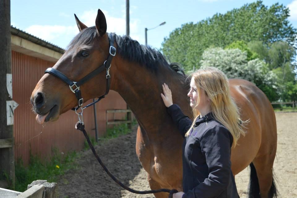 Dansk Varmblod Nicolai-høj - Min Charmetrold  billede 12