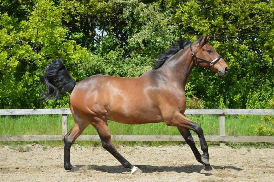 Dansk Varmblod Nicolai-høj billede 15