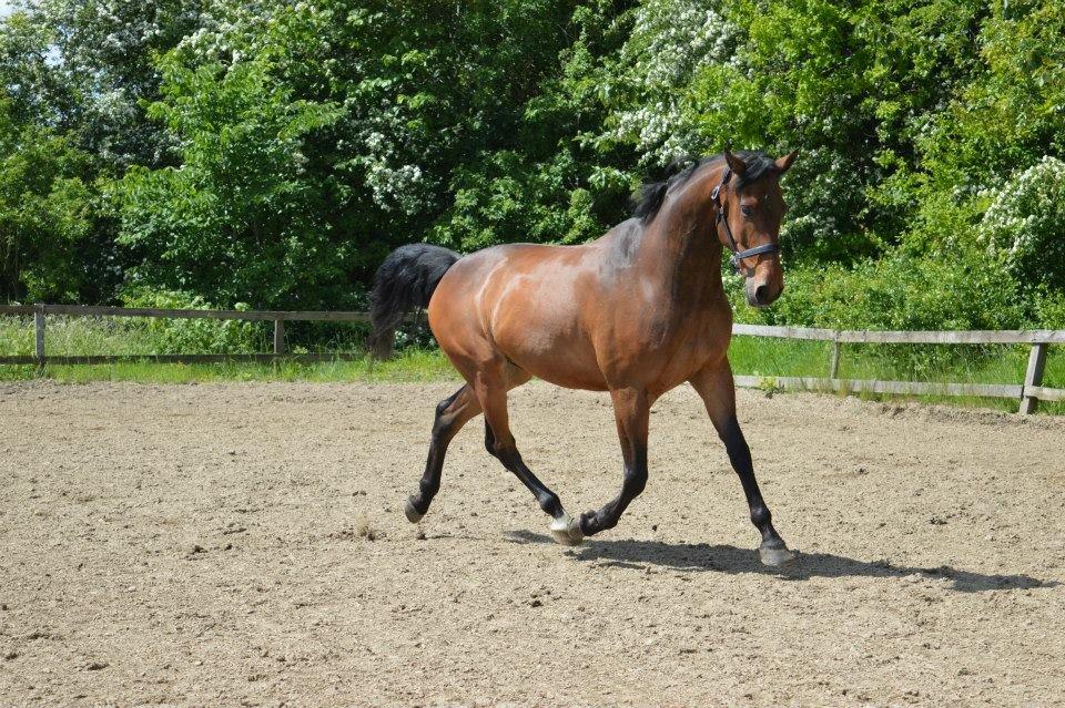 Dansk Varmblod Nicolai-høj - Velkommen til Nicolai's profil!  billede 1