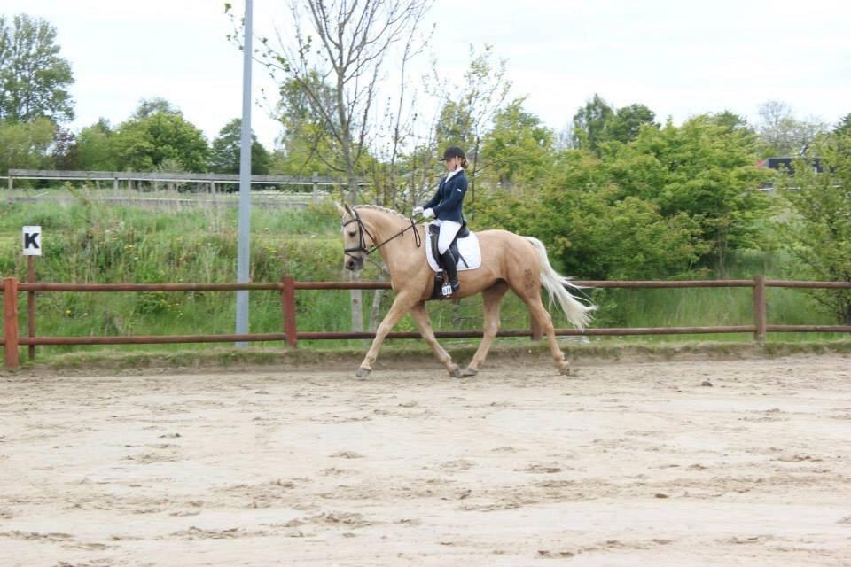 Palomino Kaergaardens ripasso - første dressurstævne 68,9% billede 34
