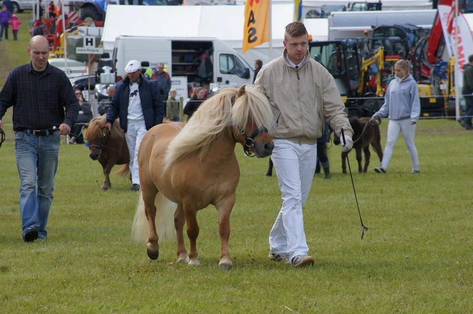Shetlænder Møllebakkens Albert billede 4