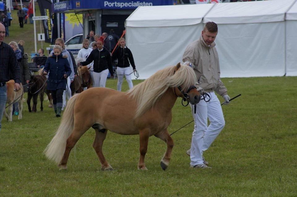 Shetlænder Møllebakkens Albert billede 14