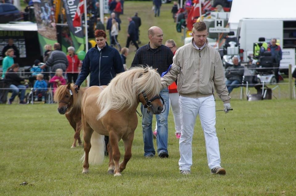 Shetlænder Møllebakkens Albert billede 3