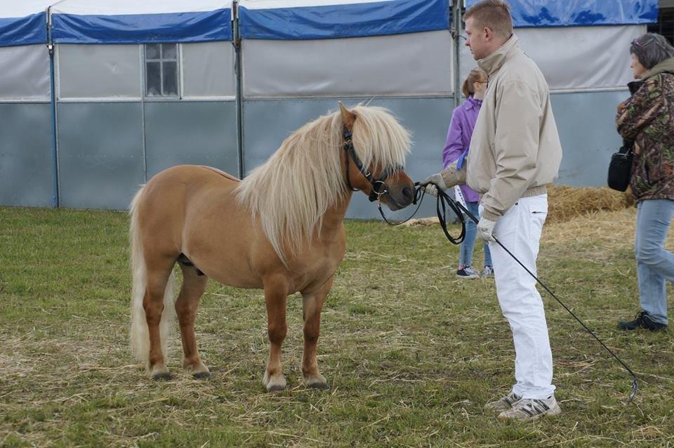 Shetlænder Møllebakkens Albert billede 15