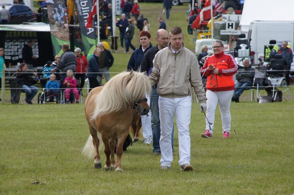 Shetlænder Møllebakkens Albert billede 16