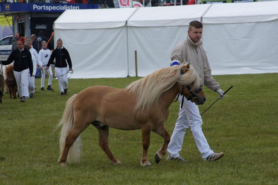 Shetlænder Møllebakkens Albert billede 17