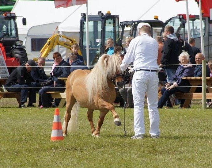 Shetlænder Møllebakkens Albert billede 2
