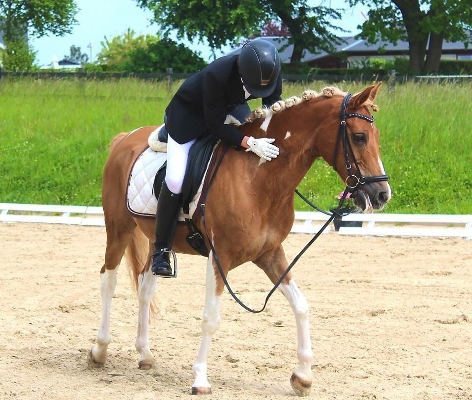 Pinto Araber Felix B-pony og 1/3 A-pony billede 19