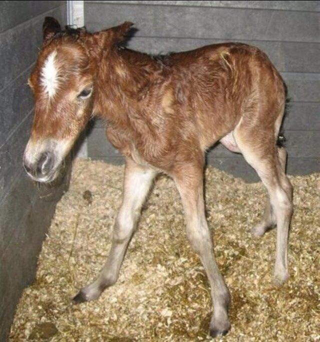 Gotlandsruss Pegasus Pan billede 7