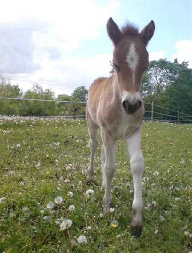 Gotlandsruss Pegasus Pan billede 8