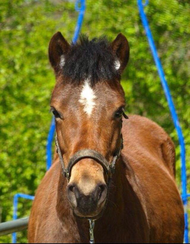 Gotlandsruss Pegasus Pan billede 10