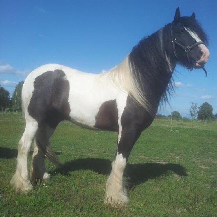 Irish Cob Connery billede 18
