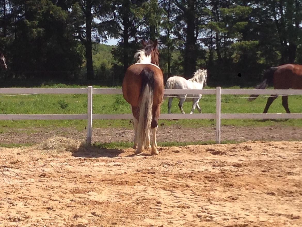 Pinto Casino, Solgt ! billede 4