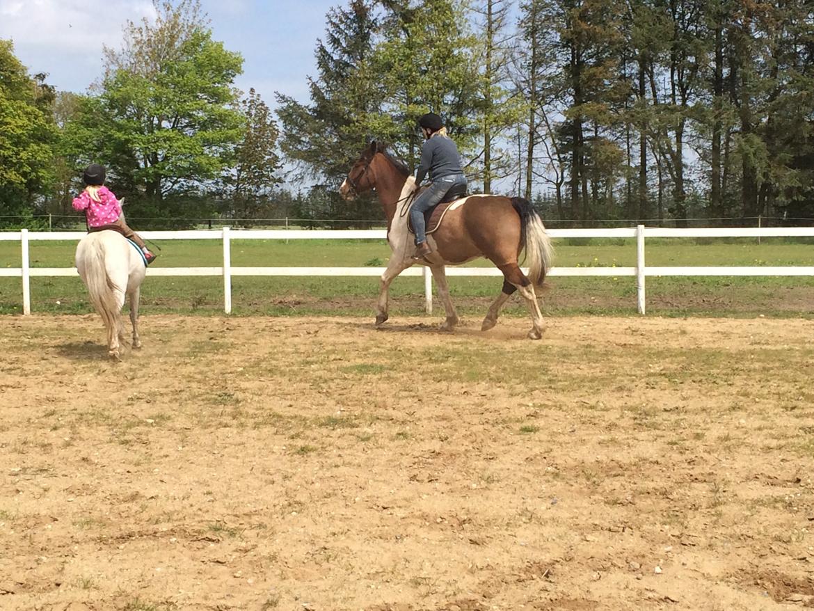 Pinto Casino, Solgt ! billede 10