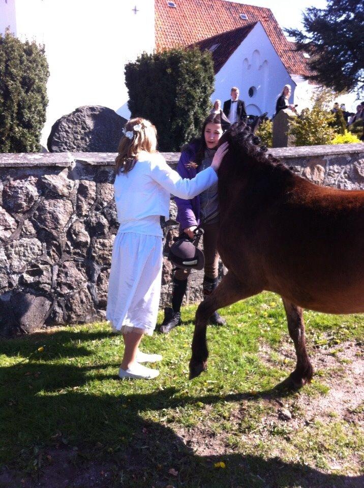 Gotlandsruss Pegasus Pan billede 13