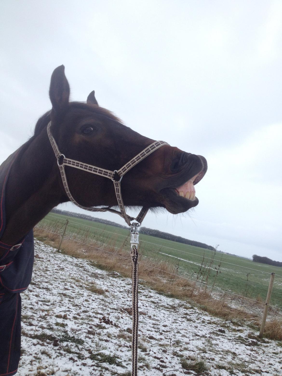 Dansk Varmblod Stald care´s lamir billede 1