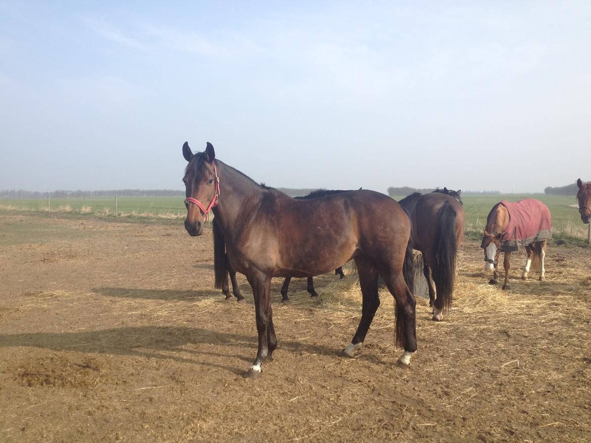 Dansk Varmblod Stald care´s lamir billede 5