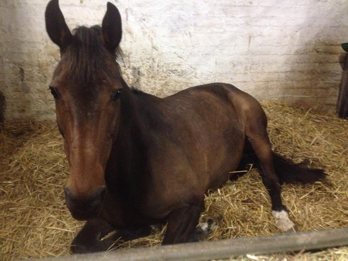 Dansk Varmblod Stald care´s lamir - Træt efter stævne billede 6