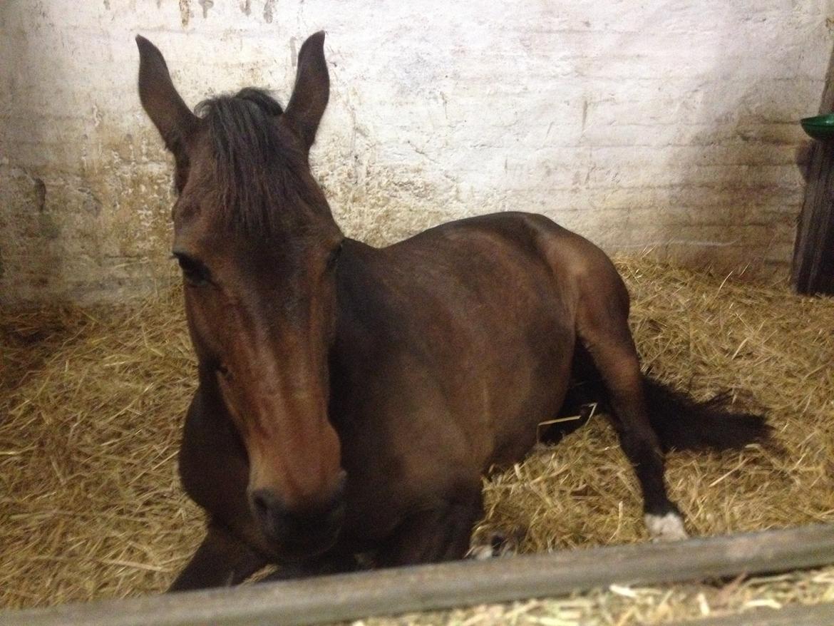 Dansk Varmblod Stald care´s lamir - "Hvad laver du!" billede 9