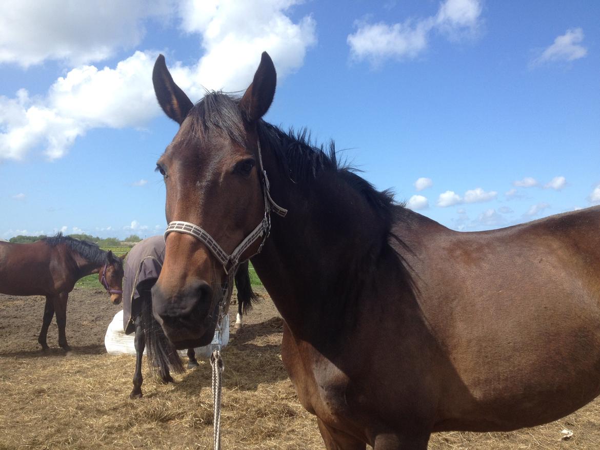 Dansk Varmblod Stald care´s lamir billede 7